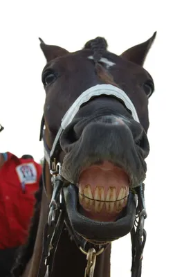 Бесплатные Лошадь улыбка стоковые фотографии | FreeImages