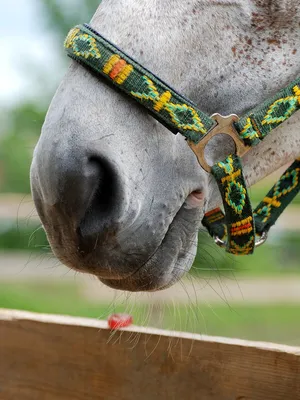 улыбка лошади :: Светлана Федорова – Социальная сеть ФотоКто