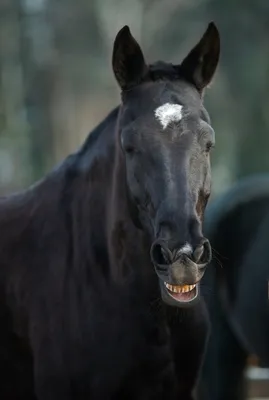 Мультфильм счастливая улыбка лошади в ферме | Премиум векторы