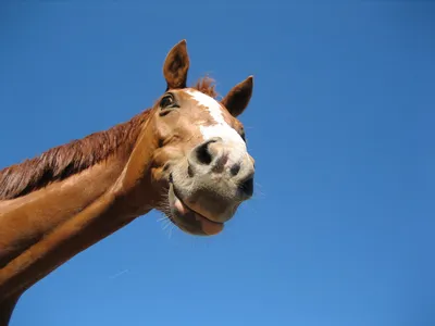 картинки : Пастбище, Лошадь, Млекопитающее, Жеребец, улыбка, смех, глава,  веселая, Кобыла, Вьючное животное, Крупный рогатый скот, как млекопитающее,  Конь как млекопитающее, Мустанг лошадь 2576x1932 - - 886320 - красивые  картинки - PxHere