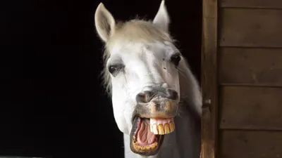 Скачать 1920x1080 лошадь, улыбка, зубы, челюсть, грива обои, картинки