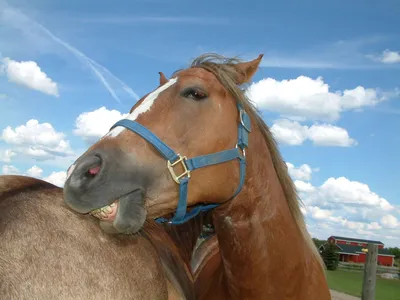 Улыбка степного коня — Фото №291742