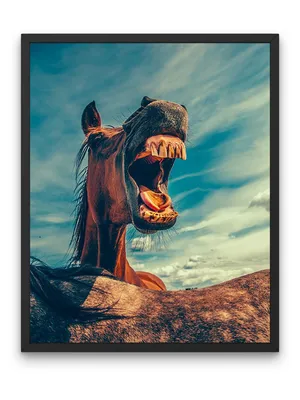 Улыбка Лошади — стоковые фотографии и другие картинки Верблюд - Верблюд,  Веселье, Голова - iStock
