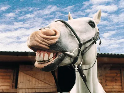 Почему \"лошадиная фамилия\" лучше \"лошадиной улыбки\"? | Виталий Даниленко,  стоматолог-ортопед | Дзен