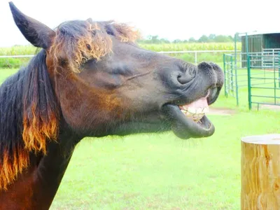 Бесплатные Счастливый лошадь улыбается стоковые фотографии | FreeImages