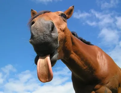 улыбка и воздушный поцелуй от лошади Стоковое Изображение - изображение  насчитывающей трава, биографической: 247387293