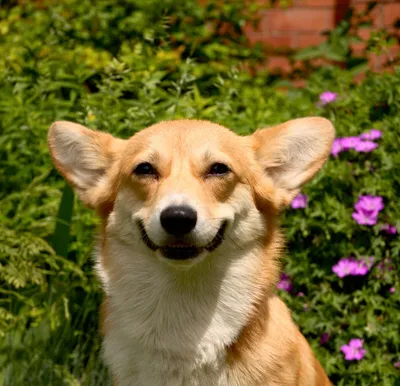 Улыбка собаки стоковое фото. изображение насчитывающей сон - 61886512
