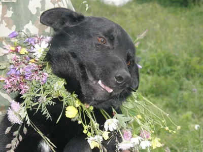 Улыбка собаки стоковое фото. изображение насчитывающей усаживание -  109650994