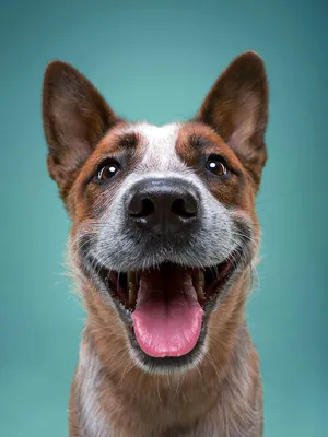 милая улыбка собаки на белом фоне PNG , собака, милый, щенок PNG картинки и  пнг PSD рисунок для бесплатной загрузки