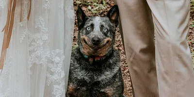 Счастливая милая улыбка собаки Стоковое Изображение - изображение  насчитывающей мило, озадаченный: 56231091