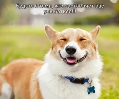 Собака улыбки (62 фото) - картинки sobakovod.club