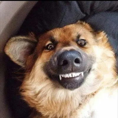 Породы собак, которые умеют улыбаться | Юлия Башмакова | Дзен