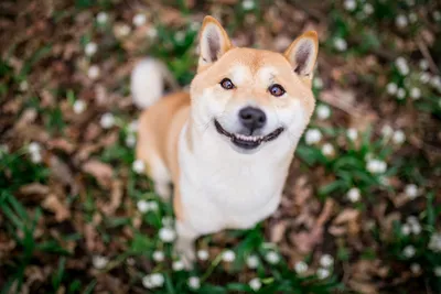 Дружелюбная улыбка собаки стоковое фото. изображение насчитывающей  повиновение - 90320930