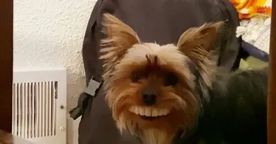 Улыбка до ушей: ТОП-5 пород собак, которые умеют улыбаться