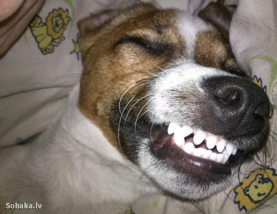 Собаки умеют улыбаться? Ответ на вопрос на сайте Petstory