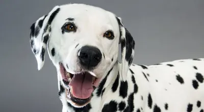 Рискни погладить: пугающая улыбка собаки в ответ на ласку покорила Сеть –  видео
