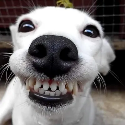 Фонд «РЭЙ» помогает: здоровая улыбка собаки Белки - Фонд помощи бездомным  животным \"РЭЙ\"