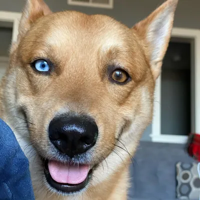 Могут ли собаки улыбаться? - Питомцы Mail.ru