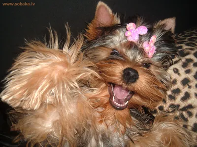 Улыбка собаки Corgi и счастливый в день лета солнечном Стоковое Изображение  - изображение насчитывающей природа, очаровывать: 209760309