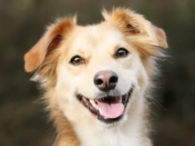 Улыбка малой собаки чихуахуа счастливая Стоковое Изображение - изображение  насчитывающей сторона, действует: 71105691