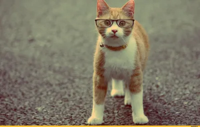 Пазл умный кот - разгадать онлайн из раздела \"Животные\" бесплатно