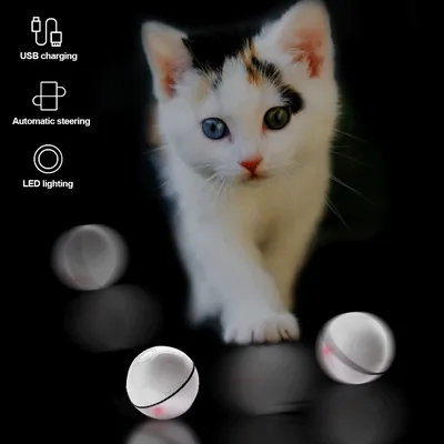 Открытка «Умный кот» — купить c доставкой в интернет-магазине Легко-Легко