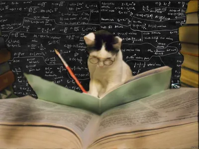 На что способен умный кот: 6 интересных фактов о кошачьем уме и смекалке |  Приключения натуралиста | Дзен