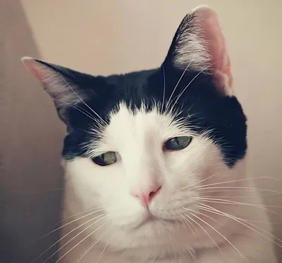 Grumpy Cat | Пикабу