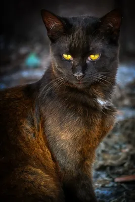 Grumpy cat - история мема про самую грустную кошку