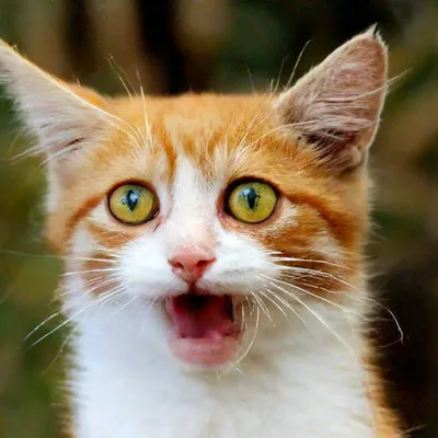 Смешные, позитивные фото кошек. Коты, которые рассмешат каждого 😂.  Интересная информация про кошек | Все про кошек | Дзен
