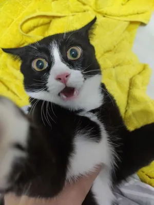 Коты - странные товарищи! 20+ кошачьих фото, которые поднимут настрой