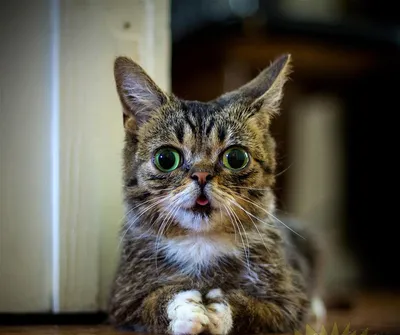 Признавайтесь, кто пролил кота? | Упоротые таблеты котов и факты | ВКонтакте