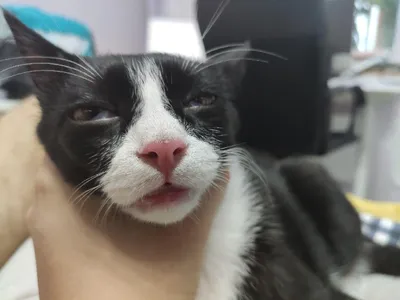 кот смотрит в камеру с открытым ртом, смешные фото котов мемы, кошка,  смешной кот фон картинки и Фото для бесплатной загрузки