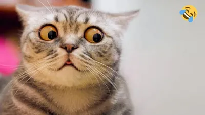 Эти нелепые коты: подборка забавных видео