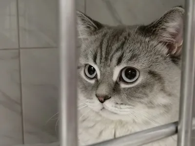 Прелонная уретростомия у кошек - Ветеринарная клиника Айболит,  Круглосуточная ветклиника в Одессе