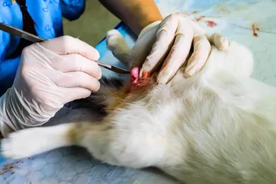 Уретростомия у кота | Ветеринарный госпиталь | Дзен