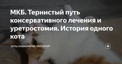 Кастрация кота на дому от 2600 рублей - Сеть Ветеринарных Центров «МЕДВЕТ»