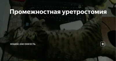 Кастрация котов в Минске - Цены на кастрацию кота