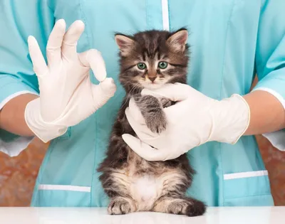 Уретростомия у кота: показания, техника операции, последствия, реабилитация