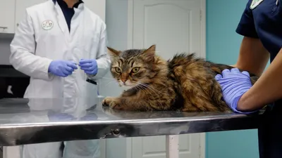 Ветеринарная клиника Вектор в Уфе » Blog Archive » Промежностная  уретростомия у котов