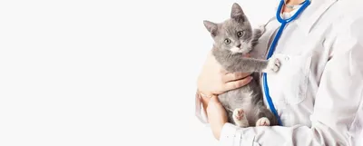 Кастрация кота | Ветеринарная клиника Ветэксперт Харьков