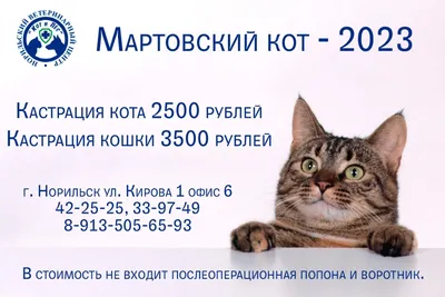 Кастрация котов в ЮАО и СВАО ветеринарной клинике в Москве на коломенской  по доступным ценам
