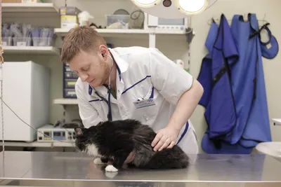 Лапароскопическая стерилизация кошек. Стерилизация кошки лапароскопическим  способом - Ветеринарная клиника \"ВетКом\"