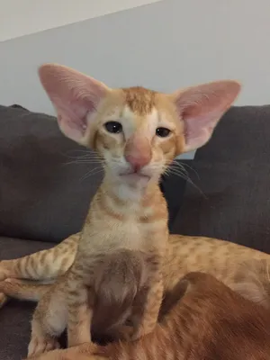 Самая ушастая в мире кошка покорила Сеть (ФОТО): читать на Golos.ua