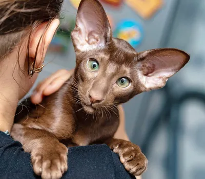 Ориентал коты с большими ушами - 74 фото