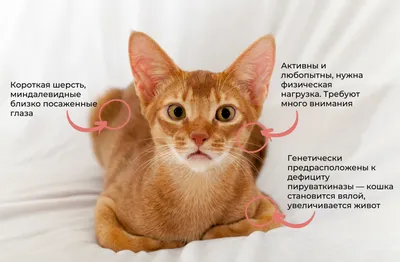 Самые дорогие породы кошек в Украине - кого продают на OLX и цены | РБК  Украина