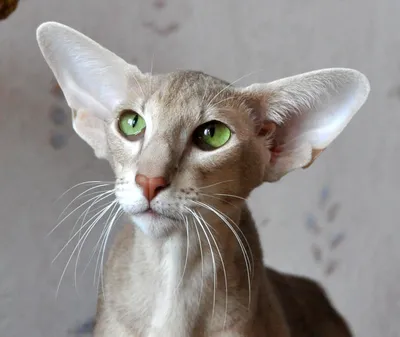 Корниш-рекс: фото и описание породы кошек (характер, уход и кормление)