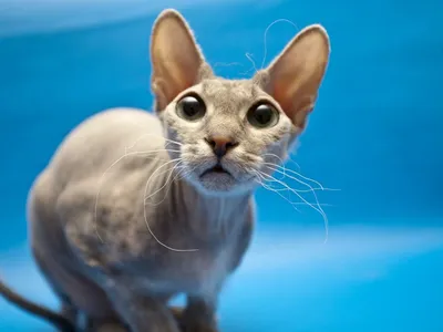 Ответы Mail.ru: что за порода кошек ушастая? (фото)