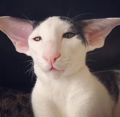 Вислоухая кошка и ушастый серый кот…» — создано в Шедевруме
