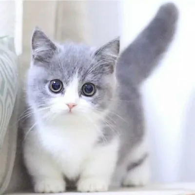 Беспородные кошки и Метисы - «Ушастый разбойник! + фото котейки » | отзывы